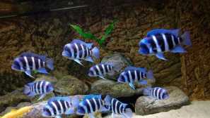 Цифрово fronotza