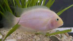 Цикласом от чернокоси или зебра: грижа, хайвер, видео, описание