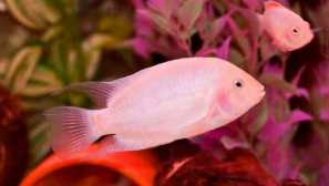 Ciklasoma flamingo: съдържание и грижа