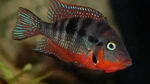 Meka ciklasoma съдържание и грижи