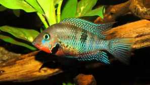 Цихласома meeka