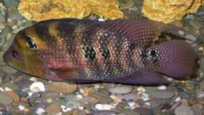 Cichlids: видове, описание, възпроизвеждане, съдържание, хранене, снимка, съвместимост