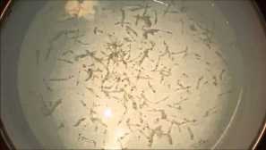 Циклопи захранване за описание на аквариум, хранене, снимка, видео