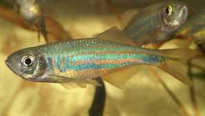 Съдържание и грижи danio malabari