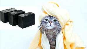 Degtyar сапун - ефективно народно средство за бълхи в котките