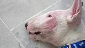 Демодекоза на кучета: симптоми, лечение. Е demodex contasing?