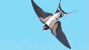 Рустична лястовица