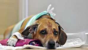 Диабет при животни