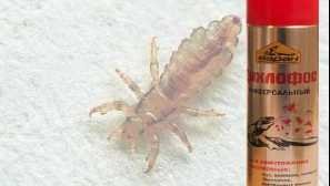 Дихлофос от въшки и nidget могат да бъдат премахнати, ревюта и как да