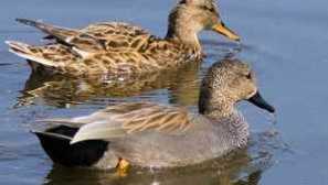 Дива патица: описание, съдържание, хранене