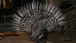 Дикогенери