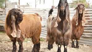 Дики дамаск кози shami са най-скъпите и красиви