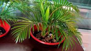 Дипсос жълтеникав