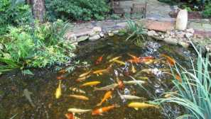 Дискоцитилена риба.