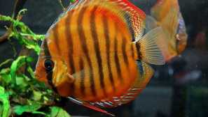 Обсъдете кафяво, обсъдете blue-aquarium fish.