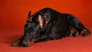 Доберман - интелигентно и неограничено, посветено на собственика си