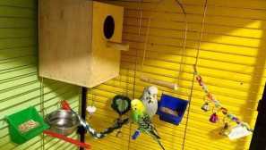 Начало и гнездо за папагали: характеристики на избор, изисквания, производствени правила