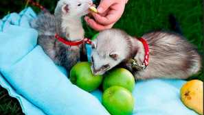 Домашна работа