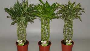 Drazen: грижи, репродукция, описание, хранене, почва, поливане, снимка, видео