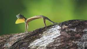 Дракон летя обикновен