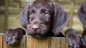 Дратаар: история на произход и кучешки характер