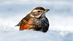 Дросе-белобровик