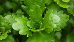 Dubok мексикански или трихоконсонско размножаване.