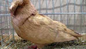 Двойни гълъби