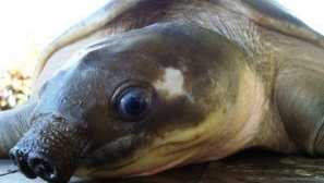 Дву отворената водна костенурка: съдържание и грижа.снимка.