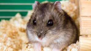 Jungariki: описание на хамстерите, характеристики на съдържанието и грижата, снимка
