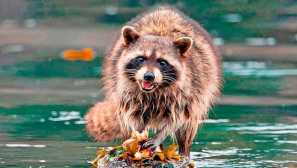 Мечта полски