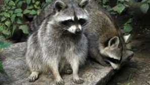 Raccoon collekun: изглед, характеристики, описание