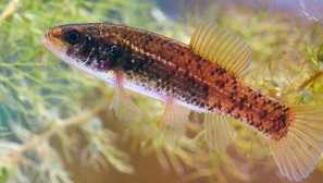 Европейска евдошка