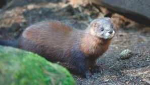 Европейска норка