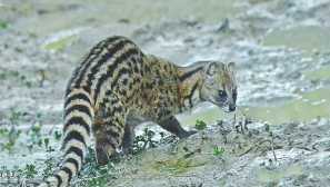 Фаналук или фаналон