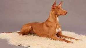Фараонско куче: описание на египетската порода