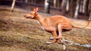 Фараонското куче