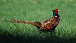 Фазан обикновен