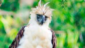 Филипински орел