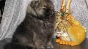 Склад foto pomeranian spitz и кучешка цена в рубли