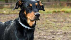 Френски овчар босерон: потомък на вълк, куче-овчар или военен разузнавач?