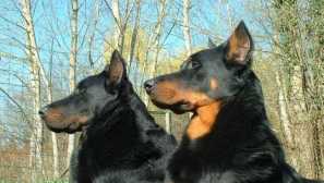 Френски овчар босерон: всичко за породата