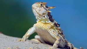 Широгантна гледка към фризома