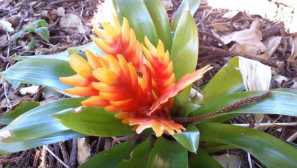 Фриз или vriezia