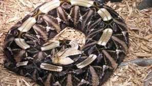 Гадука габонская