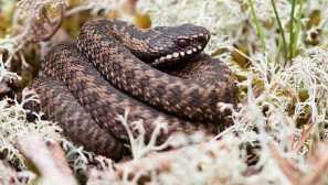 Violek обикновен