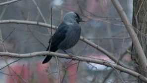 Галка - град птица, описание и снимка