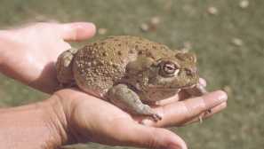 Hallucinogenic colorad жаба