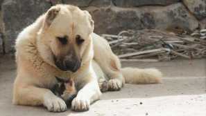 Gampr: история на произхода и характера на кучето