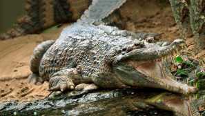 Gavial крокодил